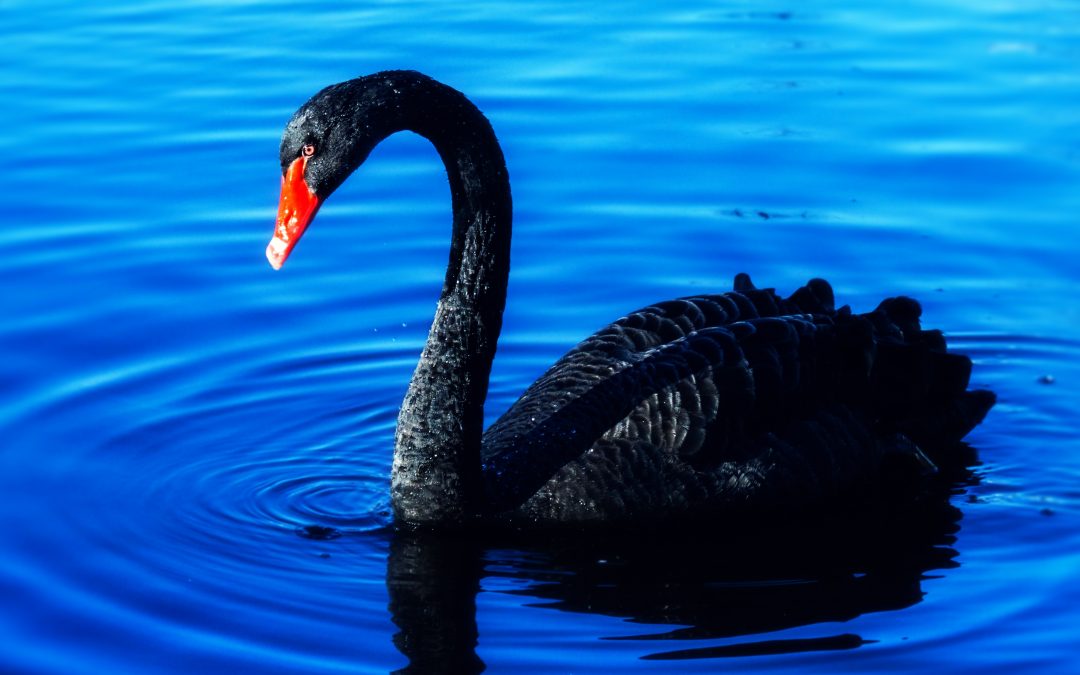 El Covid-19, el cisne negro del siglo XXI
